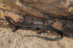 Tropidosaura gularis
