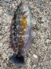 Pseudolabrus sieboldi