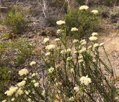 Cassinia laevis