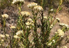Cassinia laevis