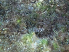 Parablennius postoculomaculatus