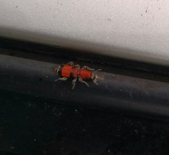 Enoclerus ichneumoneus