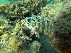 Goniistius rubrolabiatus