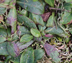 Ramularia inaequalis