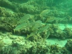 Helotes octolineatus