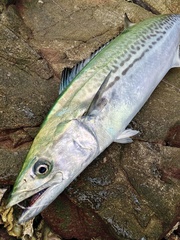 Scomberomorus niphonius