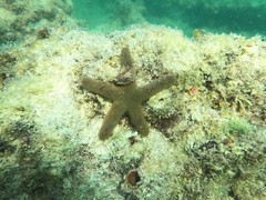 Nepanthia crassa