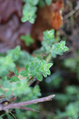 Cruciata laevipes