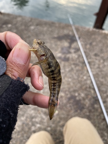 Chameleon Goby