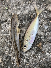 Trachurus japonicus