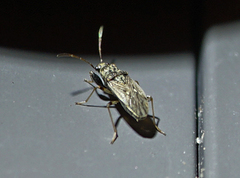 Pseudopachybrachius basalis