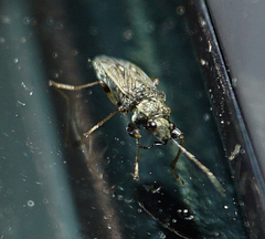 Pseudopachybrachius basalis