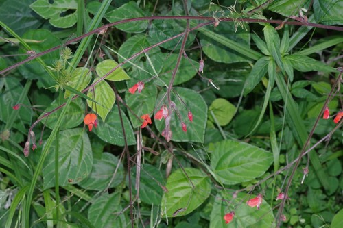 Orange Tick-trefoil