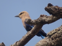 Coracias cyanogaster