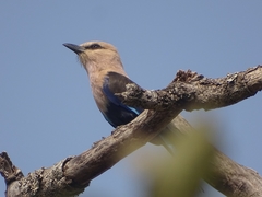 Coracias cyanogaster
