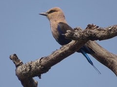 Coracias cyanogaster