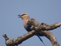 Coracias cyanogaster