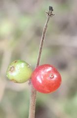 Coprosma rhamnoides