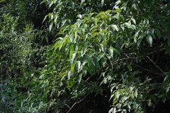 Searsia chirindensis