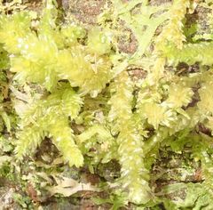 Weymouthia cochlearifolia