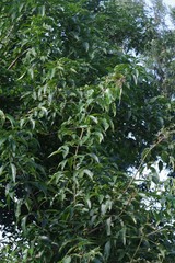 Searsia chirindensis