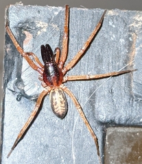 Megalostrata
