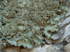 Sticta squamata