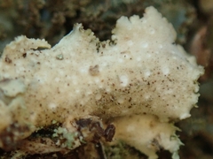 Sticta squamata