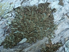 Sticta squamata