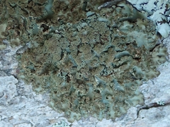 Sticta squamata