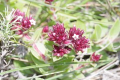 Crassula obovata