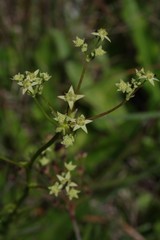 Alepidea amatymbica
