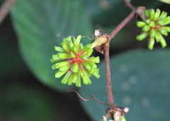 Smilax ovalifolia