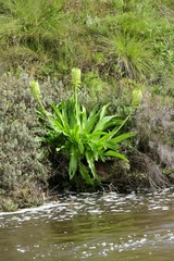 Eucomis pallidiflora