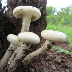 Armillaria fuscipes