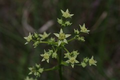 Alepidea amatymbica