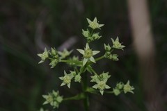 Alepidea amatymbica