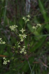 Alepidea amatymbica