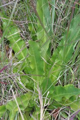 Alepidea amatymbica