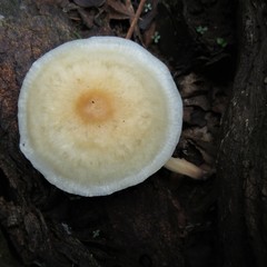 Inocybe curvipes