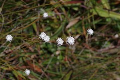 Eriocaulon dregei