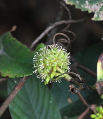 Smilax ovalifolia