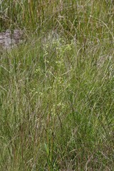 Alepidea amatymbica