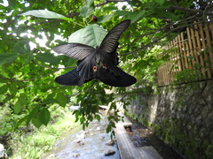 Papilio demetrius demetrius