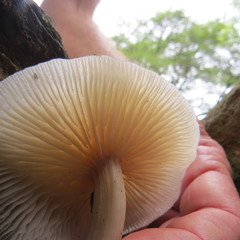 Inocybe curvipes