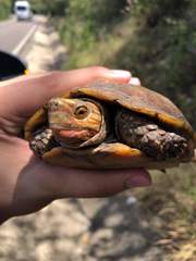 Rhinoclemmys rubida rubida