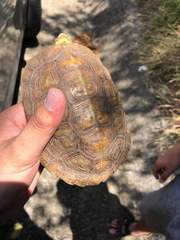 Rhinoclemmys rubida rubida