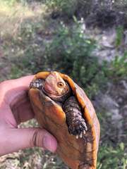 Rhinoclemmys rubida rubida