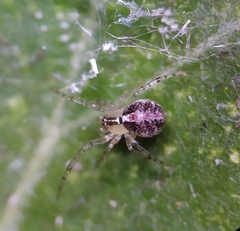 Theridion varians
