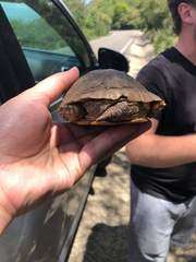 Rhinoclemmys rubida rubida